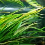 Vallisneria nana Dwarf Vallisneria Low-light aquarium plants Background aquarium plants Shrimp-safe plants Buy Vallisneria nana Easy-care aquarium plants Fish habitat plants Thin Val Thin Vallisneria