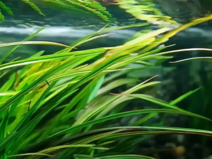 Vallisneria nana Dwarf Vallisneria Low-light aquarium plants Background aquarium plants Shrimp-safe plants Buy Vallisneria nana Easy-care aquarium plants Fish habitat plants Thin Val Thin Vallisneria