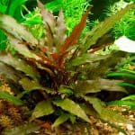 Cryptocoryne Wendtii Brown Hardy aquarium plants Low-maintenance aquarium plants Brown aquatic plants Easy-care plants for aquariums Cryptocoryne species