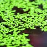 Duckweed aquarium plant Floating aquarium plants Fast-growing aquatic plants Water purifying plants Natural filter plants Lemna minor