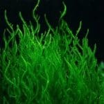 Flame Moss Taxiphyllum sp. 'Flame' Aquarium moss Shrimp-safe moss Low-light aquarium plants Aquascaping moss Buy Flame Moss Spiral moss Moss for shrimp tanks Easy-care aquarium plants