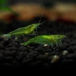 Green Jade Shrimp Neocaridina davidi Green freshwater shrimp Algae-eating shrimp Beginner shrimp Buy Green Jade Shrimp Nano tank shrimp Shrimp for planted tanks