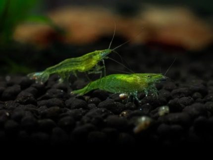 Green Jade Shrimp Neocaridina davidi Green freshwater shrimp Algae-eating shrimp Beginner shrimp Buy Green Jade Shrimp Nano tank shrimp Shrimp for planted tanks