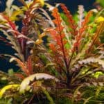 Hygrophila Pinnatifida Unique aquarium plants Textured plants for aquascaping Midground aquarium plants Aquascaping plants with lobed leaves Easy-care aquatic plants