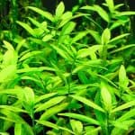 Hygrophila Polysperma Fast-growing aquarium plants Easy care aquatic plants Beginner-friendly aquarium plants Lush aquarium plants Aquascaping plants for beginners