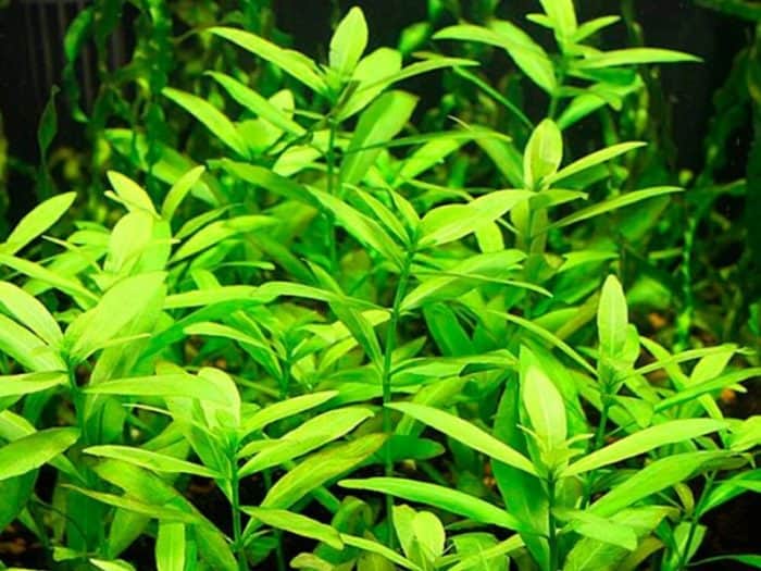 Hygrophila Polysperma Fast-growing aquarium plants Easy care aquatic plants Beginner-friendly aquarium plants Lush aquarium plants Aquascaping plants for beginners