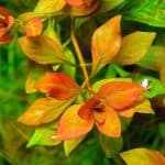Ludwigia Atlantis Ludwigia sp. 'Atlantis' Colourful aquarium plants Moderate-light aquarium plants Shrimp-safe plants Buy Ludwigia Atlantis Vibrant aquarium plants Midground aquarium plants Fish habitat plants