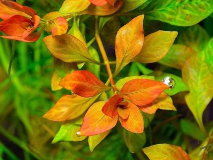 Ludwigia Atlantis Ludwigia sp. 'Atlantis' Colourful aquarium plants Moderate-light aquarium plants Shrimp-safe plants Buy Ludwigia Atlantis Vibrant aquarium plants Midground aquarium plants Fish habitat plants