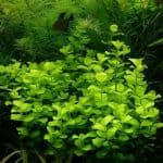 Lysimachia Nummularia 'Aurea' Golden Creeping Jenny Golden aquarium plants Fast-growing aquarium plants Midground aquarium plants Shrimp-safe plants Low-maintenance aquarium plants Buy Lysimachia Nummularia 'Aurea' Paludarium plants Vibrant aquarium plants