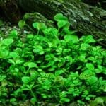 Marsilea hirsuta Carpeting aquarium plants Foreground aquarium plants Low-light aquarium plants Shrimp-safe plants Buy Marsilea hirsuta Nano tank plants Easy-care aquarium plants