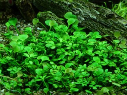 Marsilea hirsuta Carpeting aquarium plants Foreground aquarium plants Low-light aquarium plants Shrimp-safe plants Buy Marsilea hirsuta Nano tank plants Easy-care aquarium plants