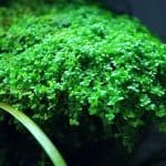 Monte Carlo Micranthemum tweediei Foreground aquarium plants Carpeting plants Moderate-light aquarium plants Shrimp-safe plants Buy Monte Carlo Fast-growing aquarium plants Aquascaping plants Fish habitat plants
