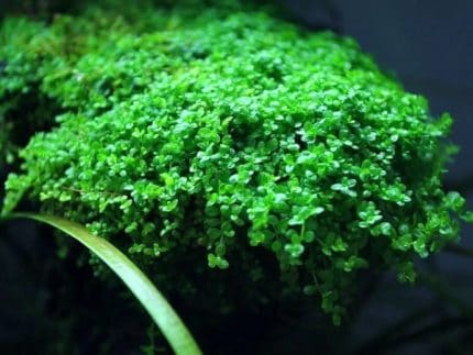 Monte Carlo Micranthemum tweediei Foreground aquarium plants Carpeting plants Moderate-light aquarium plants Shrimp-safe plants Buy Monte Carlo Fast-growing aquarium plants Aquascaping plants Fish habitat plants