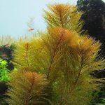 Roraima Milfoil Myriophyllum sp. 'Roraima' Stem aquarium plants Fast-growing aquarium plants Moderate-light aquarium plants Shrimp-safe plants Buy Roraima Milfoil Feathery aquarium plants Aquascaping plants Fish habitat plants