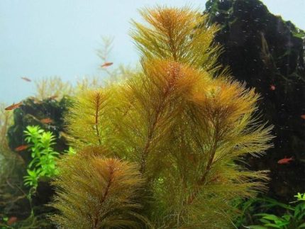 Roraima Milfoil Myriophyllum sp. 'Roraima' Stem aquarium plants Fast-growing aquarium plants Moderate-light aquarium plants Shrimp-safe plants Buy Roraima Milfoil Feathery aquarium plants Aquascaping plants Fish habitat plants