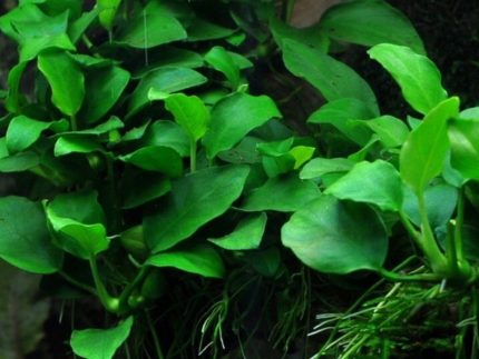 Anubias Petite Anubias Nana Petite Anubias Barteri Nana Petite Aquarium foreground plants Aquascaping plants Low-light aquatic plants Hardy aquarium plants Freshwater aquarium plants Driftwood-attaching plants Nano tank plants