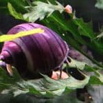 Purple Mystery Snail Black Foot Snail Pomacea bridgesii Algae-eating snails Freshwater snails Buy Purple Mystery Snail Aquarium cleaning snails Colourful snails