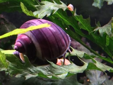 Purple Mystery Snail Black Foot Snail Pomacea bridgesii Algae-eating snails Freshwater snails Buy Purple Mystery Snail Aquarium cleaning snails Colourful snails