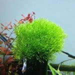 Riccia Fluitans Crystalwort Floating aquarium plants Moss for aquascaping Shrimp-safe plants Buy Riccia Fluitans Fast-growing aquarium plants Fish habitat plants