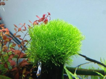 Riccia Fluitans Crystalwort Floating aquarium plants Moss for aquascaping Shrimp-safe plants Buy Riccia Fluitans Fast-growing aquarium plants Fish habitat plants