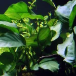 Anubias Barteri