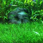 Brazilian Micro Sword Lilaeopsis brasiliensis Carpet aquarium plants Foreground plants for aquascaping Grass-like aquarium plants Easy-to-grow aquarium plants