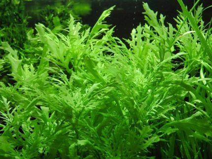 Water Wisteria Hygrophila difformis Fast-growing aquarium plants Low-light aquarium plants Shrimp-safe plants Buy Water Wisteria Easy-care aquarium plants Fish habitat plants