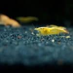 Yellow Cherry Shrimp Neocaridina davidi Yellow freshwater shrimp Algae-eating shrimp Beginner shrimp Buy Yellow Cherry Shrimp Nano tank shrimp Shrimp for planted tanks