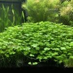 Hydrocotyle tripartita aquarium plant, Hydrocotyle Japan aquarium carpet, Hydrocotyle tripartita Australia, clover leaf aquarium plant, foreground aquarium plant, fast spreading aquarium carpet, easy carpeting plant, live aquarium plant for fish tank, aquascaping carpet plant
