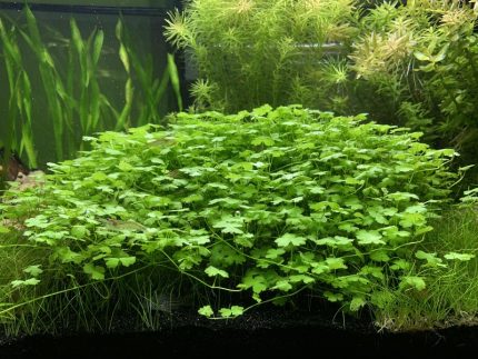 Hydrocotyle tripartita aquarium plant, Hydrocotyle Japan aquarium carpet, Hydrocotyle tripartita Australia, clover leaf aquarium plant, foreground aquarium plant, fast spreading aquarium carpet, easy carpeting plant, live aquarium plant for fish tank, aquascaping carpet plant