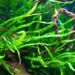 Java Fern Needle Leaf aquarium plant, Microsorum pteropus Needle Leaf, Needle leaf Java Fern on driftwood, low light aquarium plant, easy care aquarium plant Australia, hardy freshwater aquarium plant, aquascaping plant for beginners, live aquarium plant for fish tank