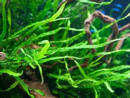 Java Fern Needle Leaf aquarium plant, Microsorum pteropus Needle Leaf, Needle leaf Java Fern on driftwood, low light aquarium plant, easy care aquarium plant Australia, hardy freshwater aquarium plant, aquascaping plant for beginners, live aquarium plant for fish tank
