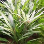 Hygrophila salicifolia aquarium plant, Hygrophila salicifolia Australia, Hygrophila willow leaf plant, fast growing aquarium stem plant, easy freshwater aquarium plant, midground background aquarium plant, live aquarium plant for fish tank, aquascaping stem plant