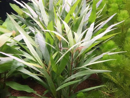Hygrophila salicifolia aquarium plant, Hygrophila salicifolia Australia, Hygrophila willow leaf plant, fast growing aquarium stem plant, easy freshwater aquarium plant, midground background aquarium plant, live aquarium plant for fish tank, aquascaping stem plant
