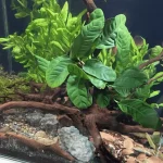Anubias coffeefolia with corrugated, pleated leaves in deep green with lighter new growth