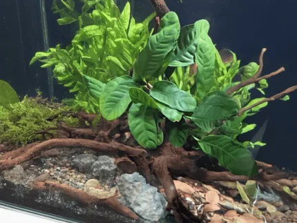 Anubias coffeefolia with corrugated, pleated leaves in deep green with lighter new growth