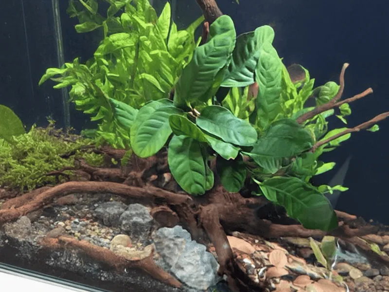 anubias-coffeefolia Anubias coffeefolia with corrugated, pleated leaves in deep green with lighter new growth