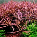 Hygrophila Tiger stem plant with narrow, pointed leaves striped in green, bronze and reddish-brown