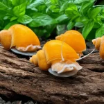 Golden mystery snail with a golden shell and a light-coloured foot