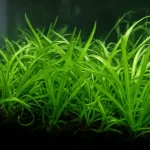 Dwarf Sag (Sagittaria subulata) with thin, grass-like green leaves spreading into a carpet
