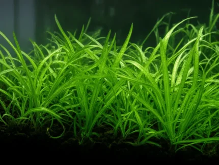 Dwarf Sag (Sagittaria subulata) with thin, grass-like green leaves spreading into a carpet
