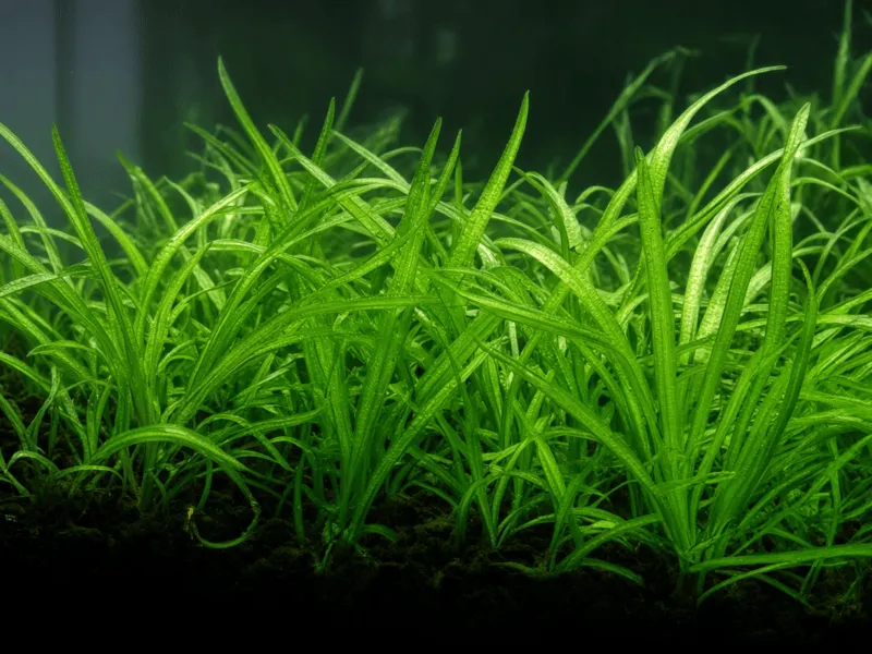 sagittaria-subulata-dwarf-sag Dwarf Sag (Sagittaria subulata) with thin, grass-like green leaves spreading into a carpet