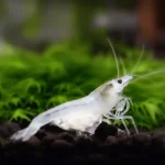 Snowball shrimp, a small white freshwater shrimp, on a green plant