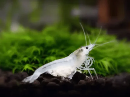 Snowball shrimp, a small white freshwater shrimp, on a green plant